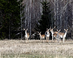 [ © Kenneth Friberg] 